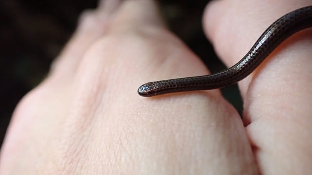 The Barbados threadsnake, missing for nearly 20 years, was rediscovered in March 2025.