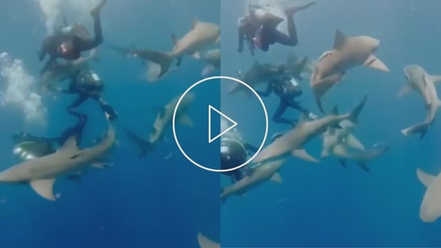Video Captures Dangerous Shark Attack On Divers Group In Florida, Bites One Of The Divers, Severely Injured
