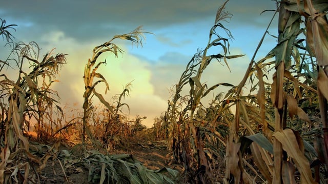 Representational image: The researchers simulated corn production in 38,572 locations under the six nuclear war scenarios of increasing severity.