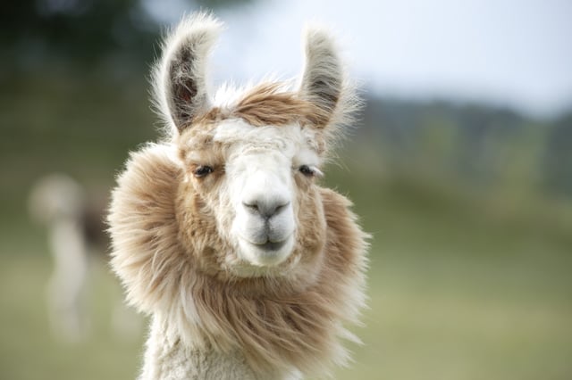 A smiling fluffy llama face staring into the camera.