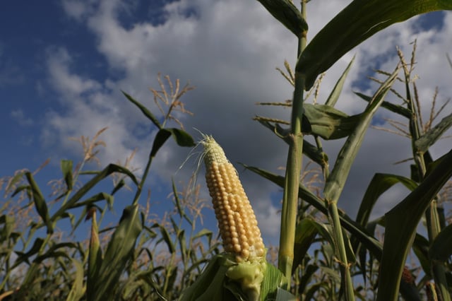 A young ear of corn seen  in a field in Mason County on Aug. 3, 2023, near San Jose, Illinois. (John J. Kim/Chicago Tribune)