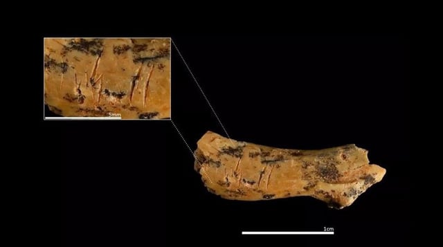 Detalle de la vértebra cervical infantil de un niño o niña de entre 2 y 5 años con marcas de corte que evidencian prácticas de canibalismo por parte de sus congéneres.