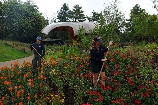 Horticulturalists work on the new Carbon Garden, a permanent installation highlighting the role of plants and fungi in tackling climate change, at Kew Gardens in London, Britain, July 24, 2025. REUTERS/Isabel Infantes