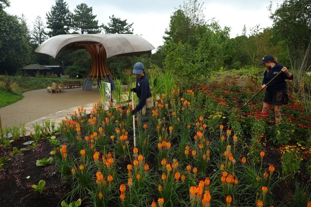 Horticulturalists work on the new Carbon Garden, a permanent installation highlighting the role of plants and fungi in tackling climate change, at Kew Gardens in London, Britain, July 24, 2025. REUTERS/Isabel Infantes