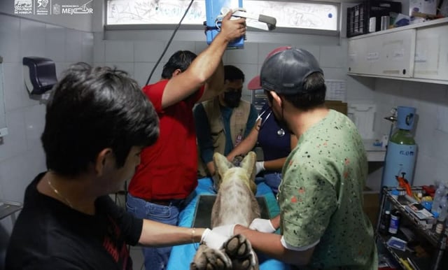 Reporta Zoo Morelia grave de salud a puma rescatado en Pátzcuaro