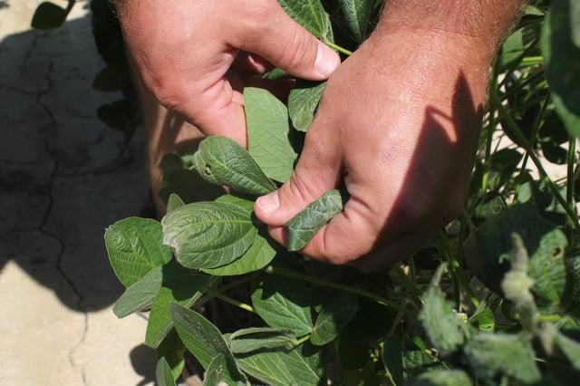 FILE - A farmer shows soybean plants damaged by dicamba in Marvell, Ark., July 11, 2017. (AP Photo/Andrew DeMillo, File)