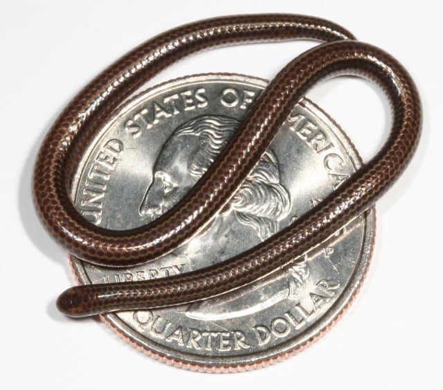The Barbados threadsnake is just three to four inches long and about the same width as a strand of spaghetti. Pictured here in 2006, the species was officially described in 2008.