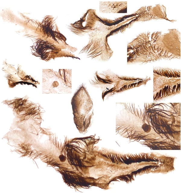 Researchers uncovered the internal body parts of Cambrian fauna, such as these bits of sternums from crustaceans.