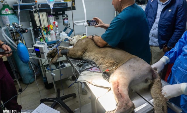 Fallece puma rescatado en Pátzcuaro