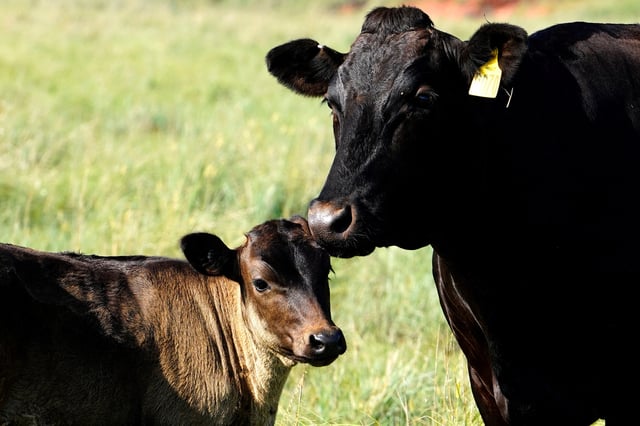 A Wagyu cow nuzzles a calf at Grasslands Wagyu ranch near Blanchard, Oklahoma, U.S. July 11, 2024.  REUTERS/Nick Oxford/File Photo