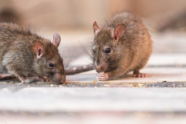 This file photo shows rats. Vallejo residents have reported seeing packs of rats downtown, including near the city’s ferry building, city hall, post offices and libraries.