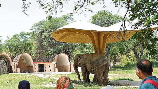 After six months of preparation, they flew on a dedicated cargo flight and will travel 20 hours by road to their new home at Himeji Central Park-Safari Park. (Photo: Gokul VS/HT)