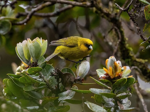 An estimated 100 of the ʻakekeʻe remain in the wild, but it is hoped that the species could be saved by ongoing IIT efforts.