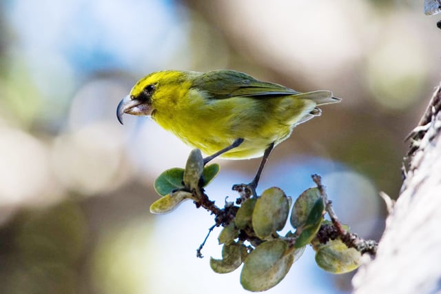 The kiwikiu (pictured), a small Hawaiian honeycreeper endemic to Maui, is critically endangered. Populations of it and other honeycreeper species on the islands have been wiped out by avian malaria, a disease spread by mosquitoes which the birds have no resistance to.