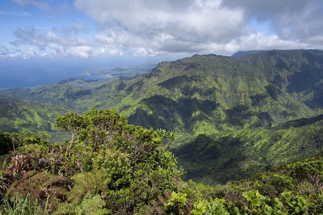 Honeycreepers have retreated to mountainous areas on islands such as Kauai.