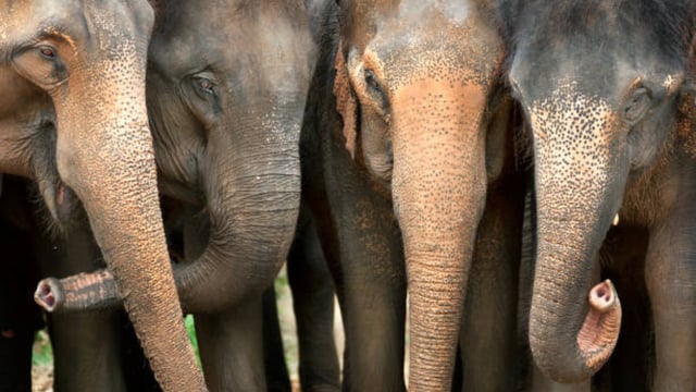 Asian elephants