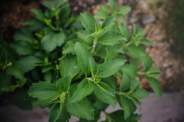 Close-up of fresh green leaves