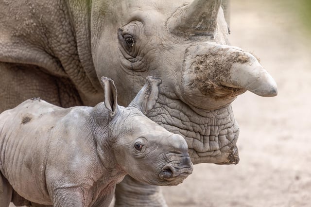 An image shared with Newsweek by Safari West shows the new baby rhino Ozzy with his mum.
