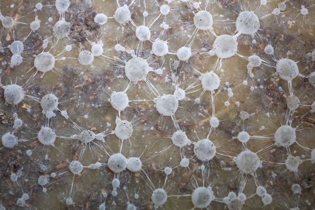 Fungal mycelium (Mycorrhizae) that provide symbiotic relationship between plants and fungi. (Photo by paitoon Meetee on Shutterstock)