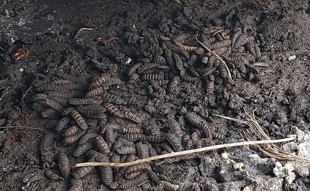Lead author Melanie Beasley captured this image of a "maggot mass" for a follow-up study related to the newly released paper.