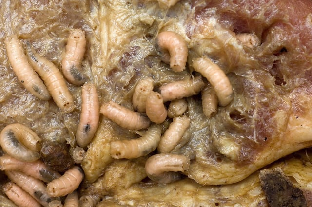 Maggots, which form in decomposing meat, may have played a key part in Stone Age diets.