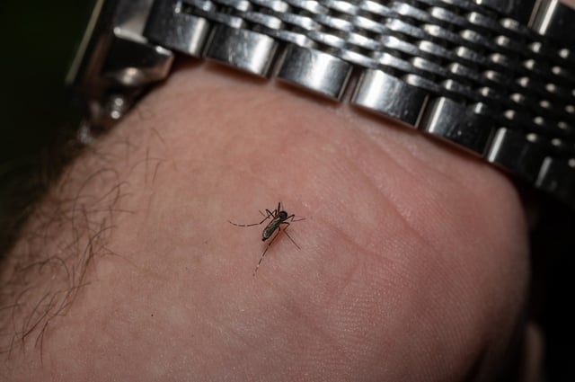 Mosquitoes can carry dangerous diseases, including malaria, recently rediscovered in Florida. (Photo by Jon Cherry/Getty Images)