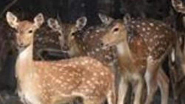 New Delhi, India - April 4, 2017: A group of spotted deer at Delhi Zoo in New Delhi, India, on Tuesday, April 4, 2017. (Photo by Ravi Choudhary/ Hindustan Times) (Ravi Choudhary/HT PHOTO)