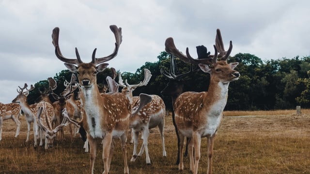 An investigation has been initiated regarding the incident where a plane hit multiple deer while landing in Alaska. (Representational image). 