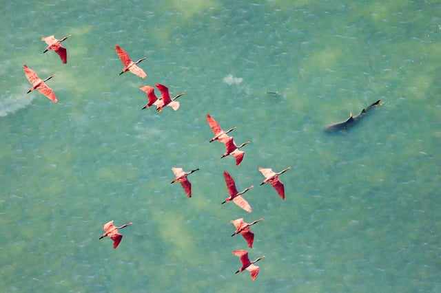 The Mangrove Photography Awards is an annual competition celebrating the beauty and significance of mangrove ecosystems around the world. Mark Ian Cook was named Mangrove Photographer of the Year 2025 for his image of a flock of Roseate spoonbills above a shark hunting, in the Everglades, Florida.