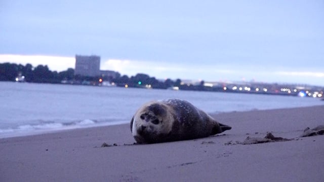 Die entkräftete Robbe am Elbstrand bei Övelgönne.