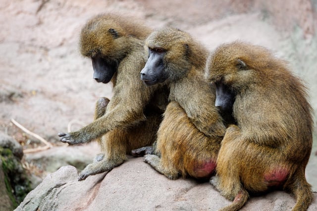 Paviane sitzen in ihrem Gehege im Tiergarten Nürnberg.