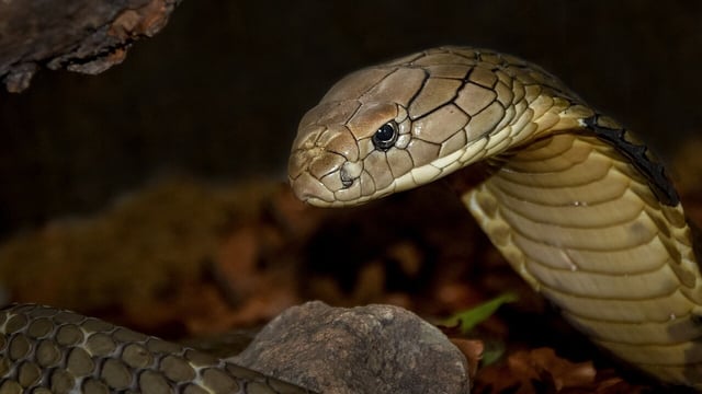 Doctors say that the child has not shown any signs of the presence of venom and is still undergoing treatment.