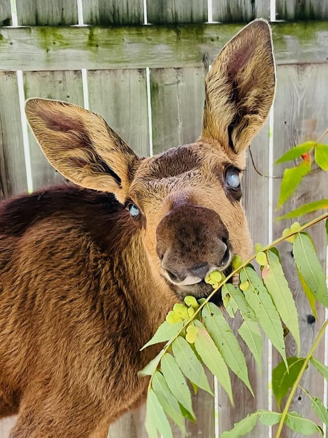 Blind baby moose, two-month-old Cedar, who was rescued near Ottawa earlier this month is shown at Holly's Haven Wildlife Rescue in Dunrobin, Ont., in this handout photo. THE CANADIAN PRESS/Handout - Kim Cambell Rooney (Mandatory Credit)