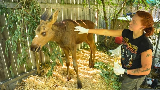 Cedar the moose has been living at Holly's Haven Wildlife Rescue near Ottawa since early July, after he was found alone in a rural area crying out for his mother. 