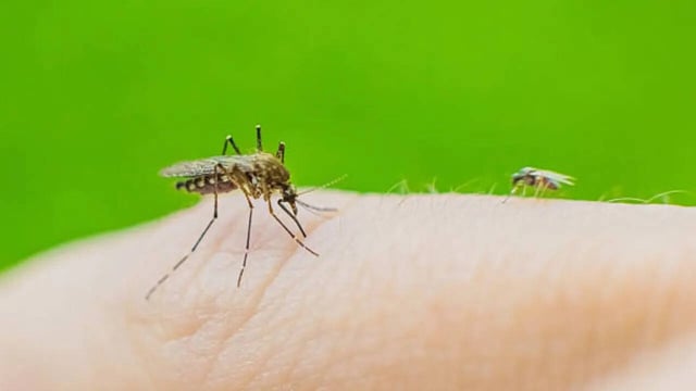 China Hit by Outbreak of Mosquito-Borne Infection Chikungunya