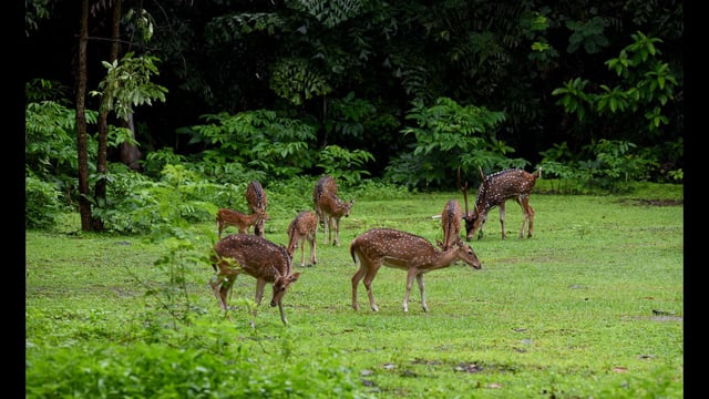 In response, the zoo’s health advisory committee implemented emergency biosecurity measures and carried out preventive vaccinations for the remaining animals. (REPRESENTATIVE PIC)