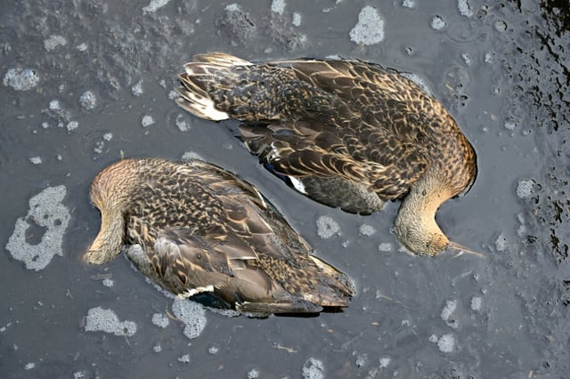 Des canards fauchés par l'épizootie de botulisme aviaire qui touche plusieurs zones humides de Loire-Atlantique, le 26 juillet 2025 dans le marais de Brière près de Trignac