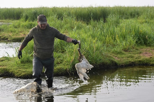 Un chasseur évacue un oiseau mort, fauché par l'épizootie de botulisme aviaire qui touche plusieurs zones humides de Loire-Atlantique, le 26 juillet 2025 près de Trignac