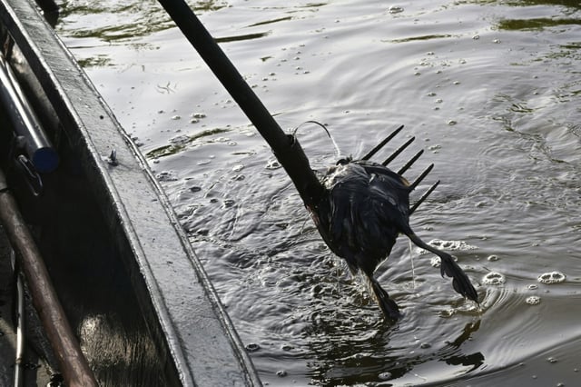 Un chasseur repêche la carcasse d'un oiseau fauché par l'épizootie de botulisme aviaire qui touche plusieurs zones humides de Loire-Atlantique, le 26 juillet 2025 dans le marais de Brière près de Trignac