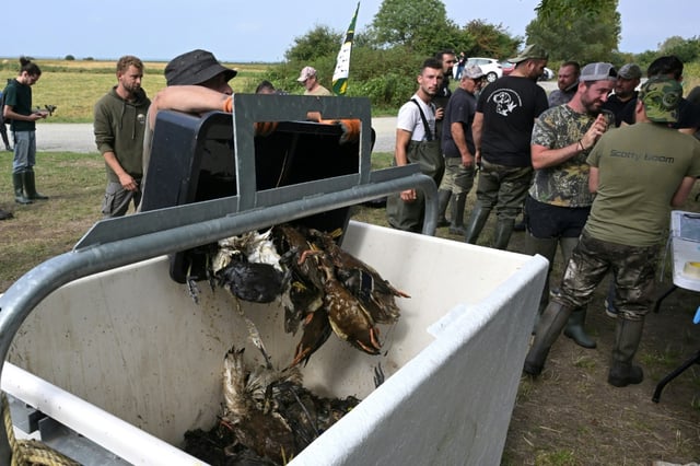 Des chasseurs déversent dans un bac des cadavres d'oiseaux fauchés par l'épizootie de botulisme aviaire qui touche plusieurs zones humides de Loire-Atlantique, le 26 juillet 2025 dans le marais de Brière près de Trignac