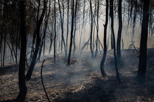 De la fumée s'élève dans une forêt après un incendie de forêt sur l'île d'Eubée, la deuxième plus grande du pays, le 27 juillet 2025.