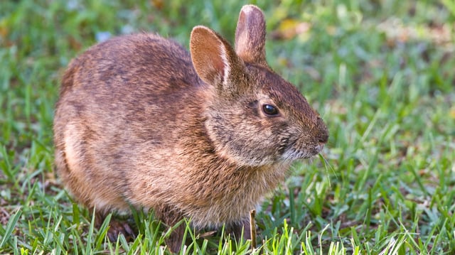 A real marsh bunny aka a python snack.
