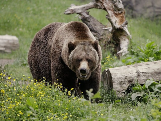 FILE - In this May 26, 2020, file photo, a grizzly bear roams an exhibit at the Woodland Park Zoo, closed for nearly three months because of the coronavirus outbreak in Seattle. Grizzly bears once roamed the rugged landscape of the North Cascades in Washington state but few have been sighted in recent decades. The federal government is scrapping plans to reintroduce grizzly bears to the North Cascades ecosystem.