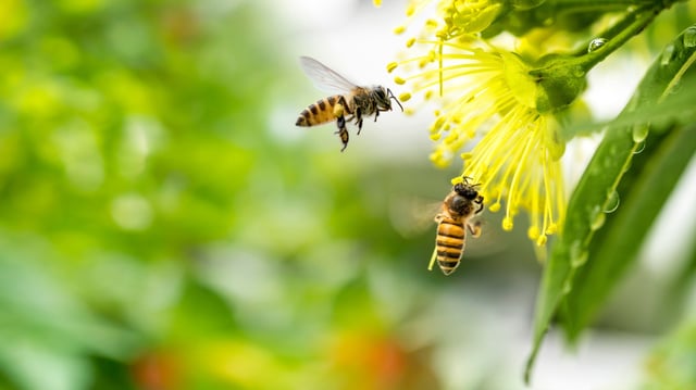 Le débat sur la loi Duplomb se concentre autour de la réintroduction de l’acétamipride, un insecticide de la famille des néonicotinoïdes.