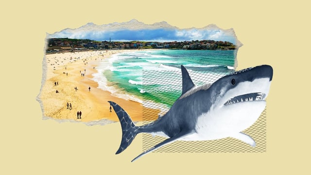 Nets were first installed on beaches in New South Wales in 1937 after repeated shark attacks