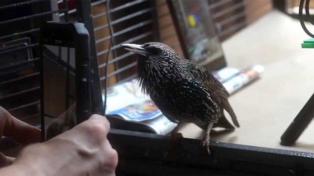 A starling can be used to 'save' a PNG image