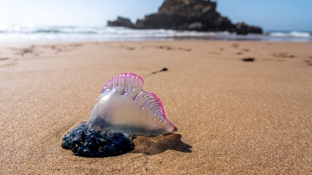 Une invasion de physalies entraîne la fermeture de plusieurs plages du pays basque