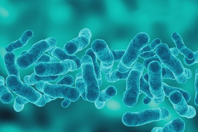 Legionella pneumophila, which causes Legionnaires' disease, is seen in a microscopic view.