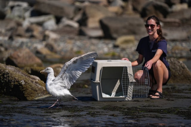 Wildlife Rescue Association volunteer Anneka Vanderpas releases a rehabilitated glaucous-winged gull in White Rock, B.C., on Monday, July 28, 2025. The bird was captured by rescue volunteers in early July and taken for recovery after a severe injury caused by a wooden barbecue skewer that pierced through its neck. THE CANADIAN PRESS/Darryl Dyck