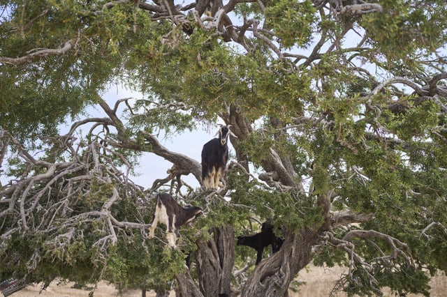 Goats climb and feed on an argan tree in Essaouira, Morocco, Thursday, May 22, 2025. (AP Photo/Mosa'ab Elshamy)